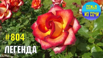 Букет купить букет фламандская легенда (51 роза) с доставкой по Москве и  Московской области | FlowerGett