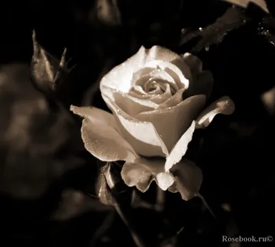 Букет 51 роза “Фламандская легенда” – 60 см – My site