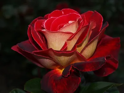 Легенды о цветах - розы - статьи «Букет лета».