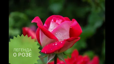 Мосцветторг - Фламандская легенда (101 роза) в коробке
