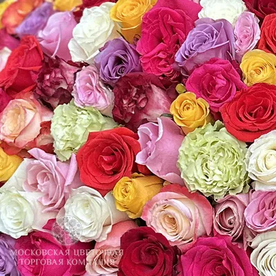 Купить букет фламандская легенда (35 роз) с доставкой по Москве |  zhflowers.ru