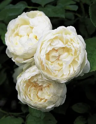 Букет Фламандская легенда, 201 премиум роза купить за 51 750 руб. с  круглосуточной доставкой | Мосцветторгком