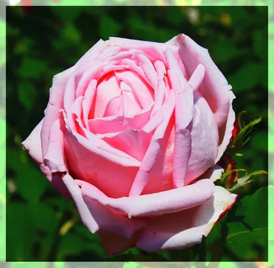 Роза | Пикабу