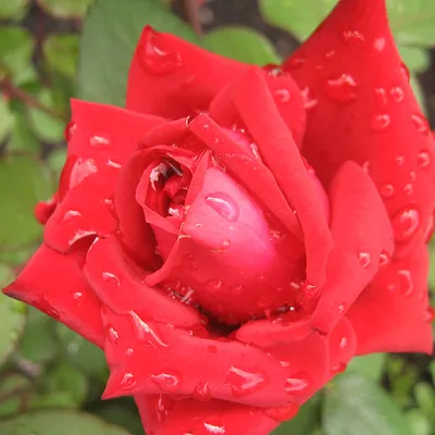 Розы Никитского сада, продолжение.
