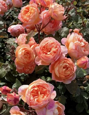 Букет купить букет фламандская легенда (201 роза) с доставкой по Москве и  Московской области | FlowerGett