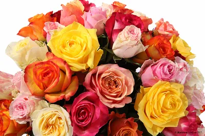 Букет Фламандская легенда (51 роза) купить по цене 14 990 руб |  Круглосуточная доставка в Москве — СоюзЦветТорг