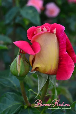 Чёрная роза - чёрный цветок с …» — создано в Шедевруме