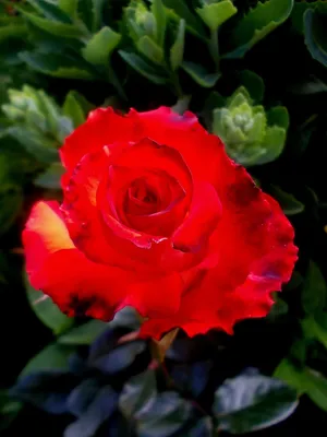 Роза 'Легенда' (чайно-гибридная) (ярко - красная) купить по цене 1.350,00  руб. руб. в Москве в садовом центре Южный