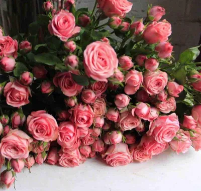 Легенды о цветах. Роза | Новости | Интернет-магазин орхидей и декоративных  цветов в Москве. У нас вы можете купить орхидеи с доставкой.