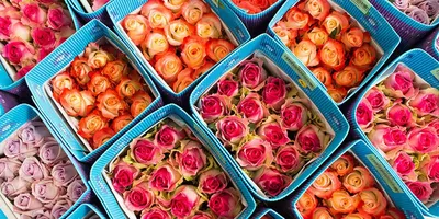 Роза Кроненбург / Kronenbourg - описание сорта - Энциклопедия - Всё о  цветах для Вашего сада