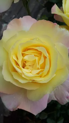 Букет Фламандская легенда (21 роза) купить по цене 7 790 руб |  Круглосуточная доставка в Москве — СоюзЦветТорг