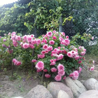 Роза лес кварте ля сизен фото фотографии