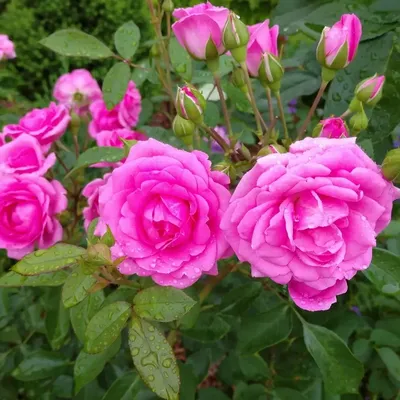 Yolande d'Aragon (Old Garden Rose) - YouTube