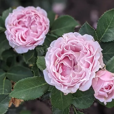 Купить «Роза сорта «Лиана Оранж» (Liane Orange)» с доставкой в Воронеже -  «Pink flowel»