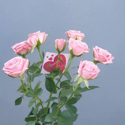 Розы Лидия - ООО \"Цветы Удмуртии\"