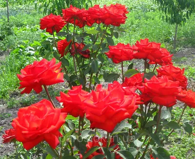 Роза Лидка. (в). Чайно-гибридная роза (ID#1225179), цена: 110 ₴, купить на  Prom.ua