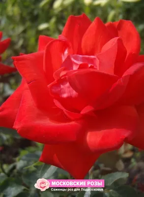 Rosa hybrid tea Lidka