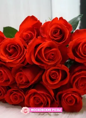 Розы чайно-гибридные «Лидка» по цене 232 ₽/шт. купить в Москве в  интернет-магазине Леруа Мерлен