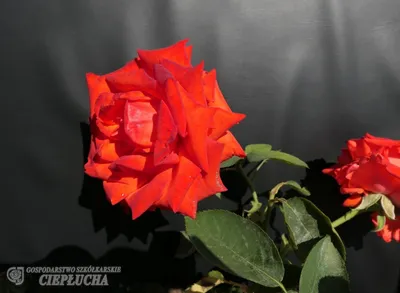 Роза чайно-гибридная Лидка (Lidka) саженцы с ЗКС. Купить от 800 руб. в  Москве - питомник Московские Розы