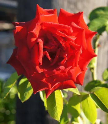 Růže Lidka - Velkokvěté růže (Rosa) | Ogrod-pl.com