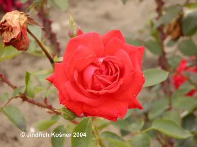 Růže velkokvětá Lidka – sazenice keřové růže