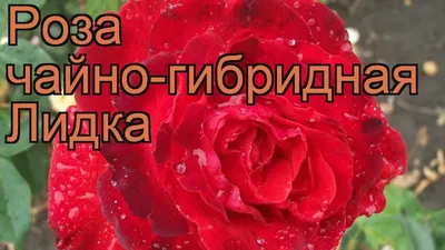 Lidka - Роза многоцветковые - Rosa Lidka - cieplucha.com.pl