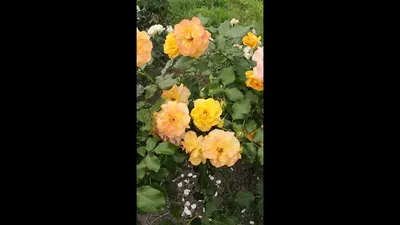 Růže velkokvětá 'Lidka' - Rosa VK 'Lidka' | Zahradnictví FLOS