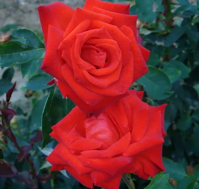Роза чайно-гибридная Лидка – купить в питомнике по цене 418 ₽