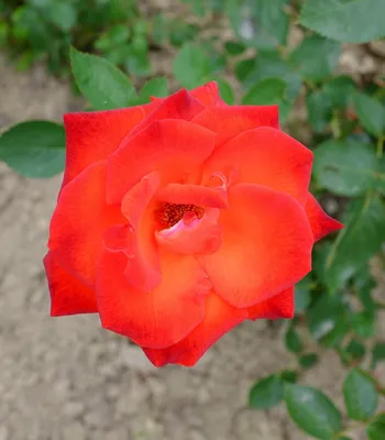 Роза чайно-гибридная Лидка (lidka) 🌿 роза Лидка обзор: как сажать саженцы розы  Лидка - YouTube
