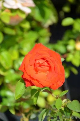 Rosa ´Lidka´ | BENED - zahradní architektura s.r.o.