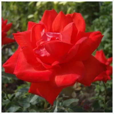 Růže velkokvětá červená Lidka – Rosa – prodej růží