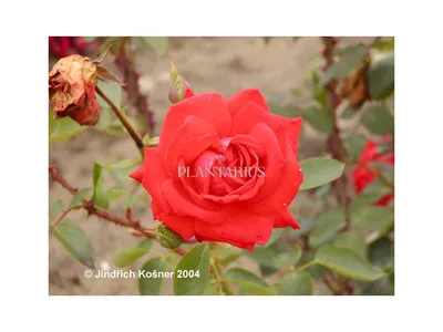 Rosa 'Lidka' Róża wielkokwiatowa