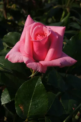 Růže velkokvětá 'Lidka' / Rosa VK 'Lidka' - Plantarius