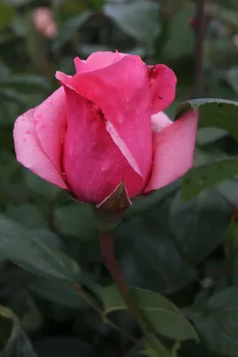 Купить 51 кустовая роза Лида | UFL