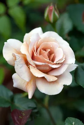 Sortiment růží - Růže keřové - Růže keřové - Velkokvěté - Lidka | Růžová  školka Fryčovice