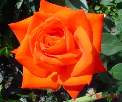 Роза \"Карина\" (Rose Carina) - Розы чайногибридные (Каталог чайно гибридных  роз