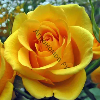 Růže Lidka - Velkokvěté růže (Rosa) | Rostliny-cs.com