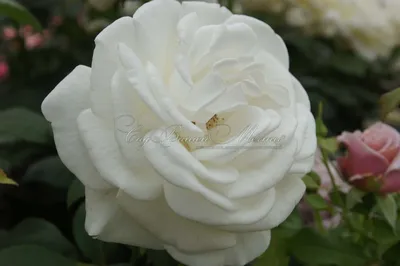 Rosa hybr. (CH) Lidka | Růže |Zahradnictví Franc