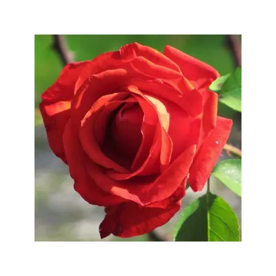 Růže Lidka - Velkokvěté růže (Rosa), kvety | Zahrada-sk.com