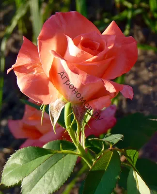 О любви и позитиве в «Марафоне любимых роз\" | Цветущий сад Татьяны | Дзен