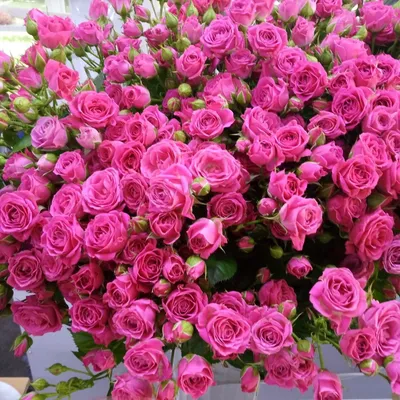 фотография цветов садовой розы Лидке