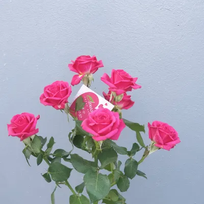Růže velkokvětá červená Lidka – Rosa – prodej růží