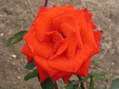 Růže Lidka | Flowers, Rose, Plants
