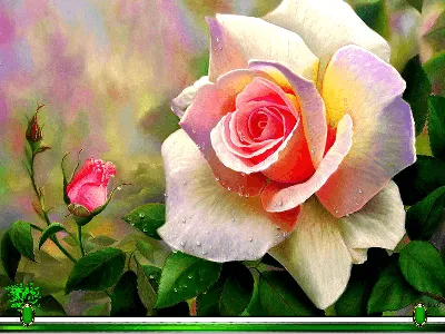 Роза лиола фото фотографии