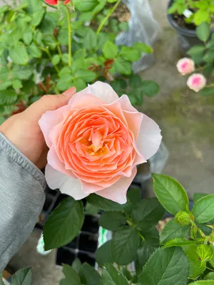 Роза чайно-гибридная Lollypop (Лолипоп) 690 руб. AGRO3473