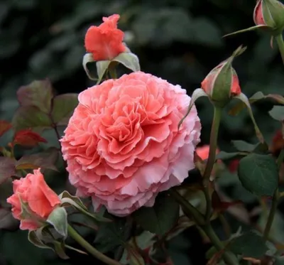 Розы. Второе цветение. Розы Лоран Каброль , Мисс Пигги, Поль Бокюс. -  YouTube | Розы, Цветение, Чайно-гибридная роза