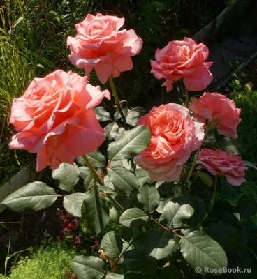 Купите Laurent Cabrol (Лоран Каброль) 🌹 из питомника Долина роз с  доставкой!
