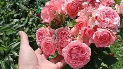 Саженцы роз, сорт Лоран Каброль – купить за 300 ₽ | Club Rose