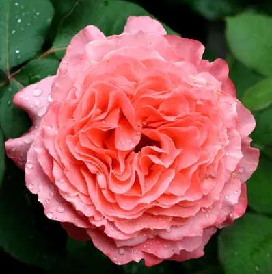 🌹 Цветение очень красивой розы \"Лоран Каброль\", (Massad, Laurent Cabrol,  2009). - YouTube