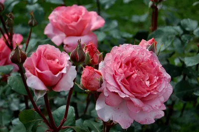 Роза Лоран Каброль. (в). Чайно гибридная роза (ID#1100862414), цена: 130 ₴,  купить на Prom.ua